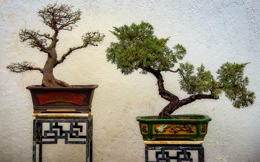 Китайские деревья можно использовать для декора интерьера