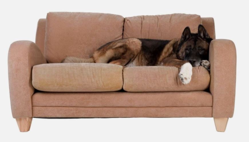 На диване должно быть удобно всем, даже собаке!